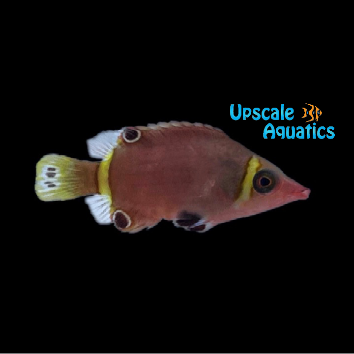 Yellow Banded Possum Wrasse (Wetmorella nigropinnata)