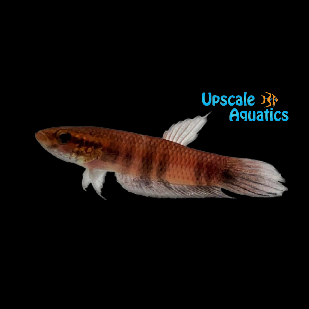 Foersch's Ninja Betta (Betta foerschi)