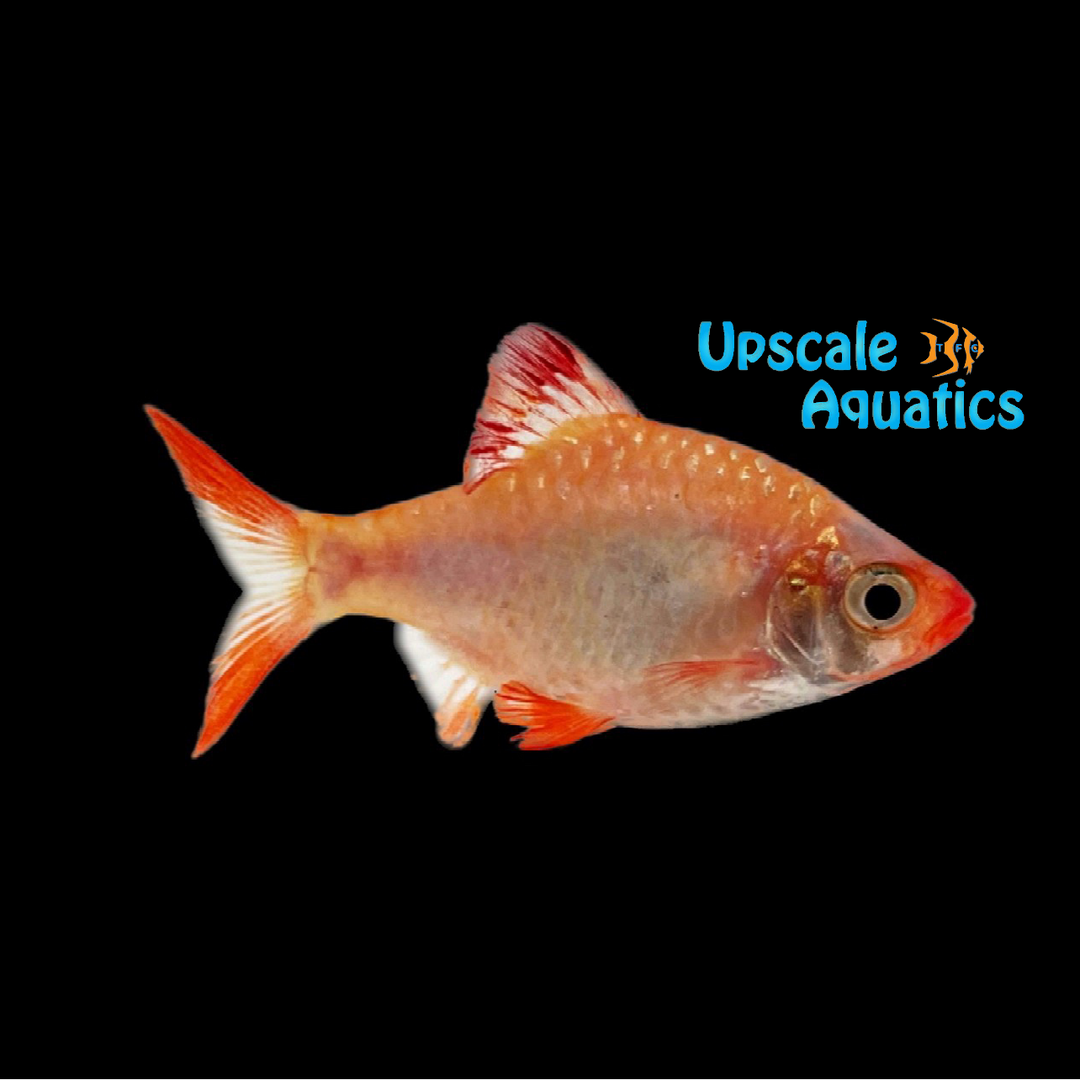 Platinum Tiger Barb (Puntigrus tetrazona 'Platinum)