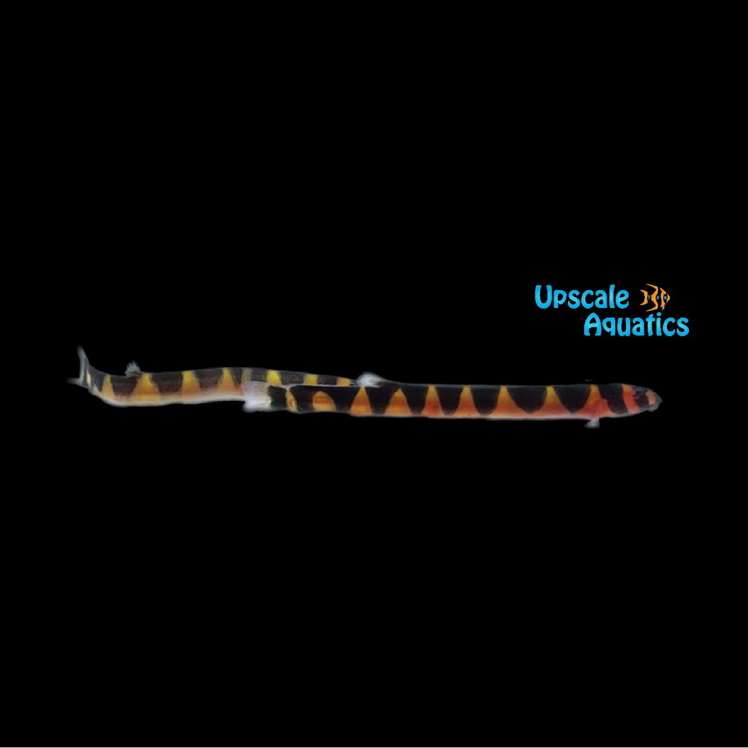 Banded Kuhli Loach (Pangio kuhli)