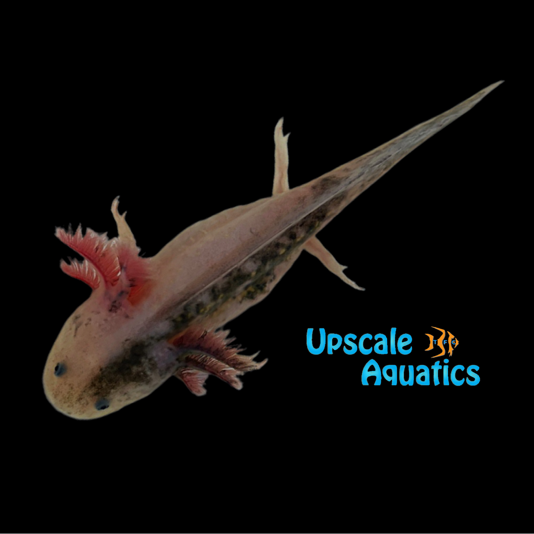 Chimera Axolotl (Ambystoma mexicanum)