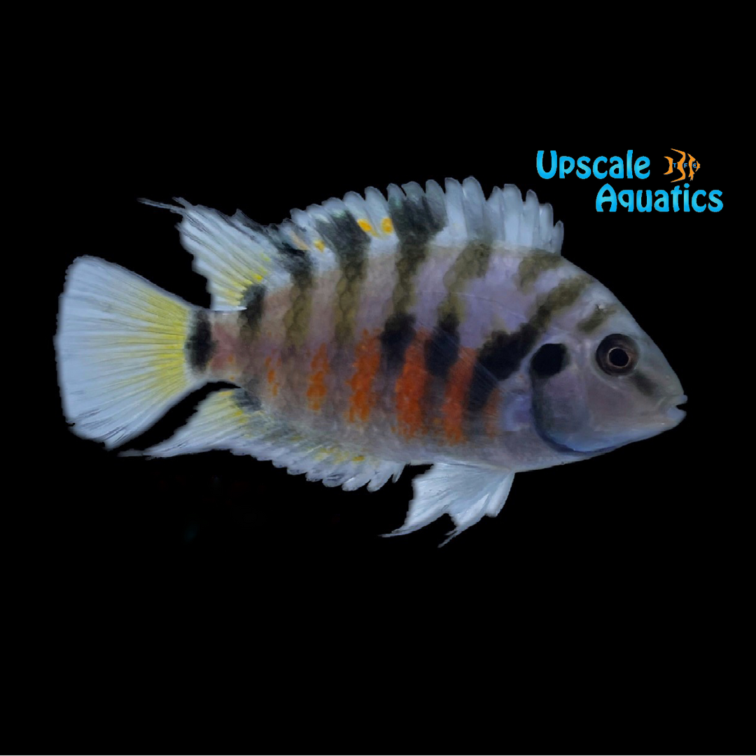 Convict Cichlid (Amatitlania nigrofasciata)