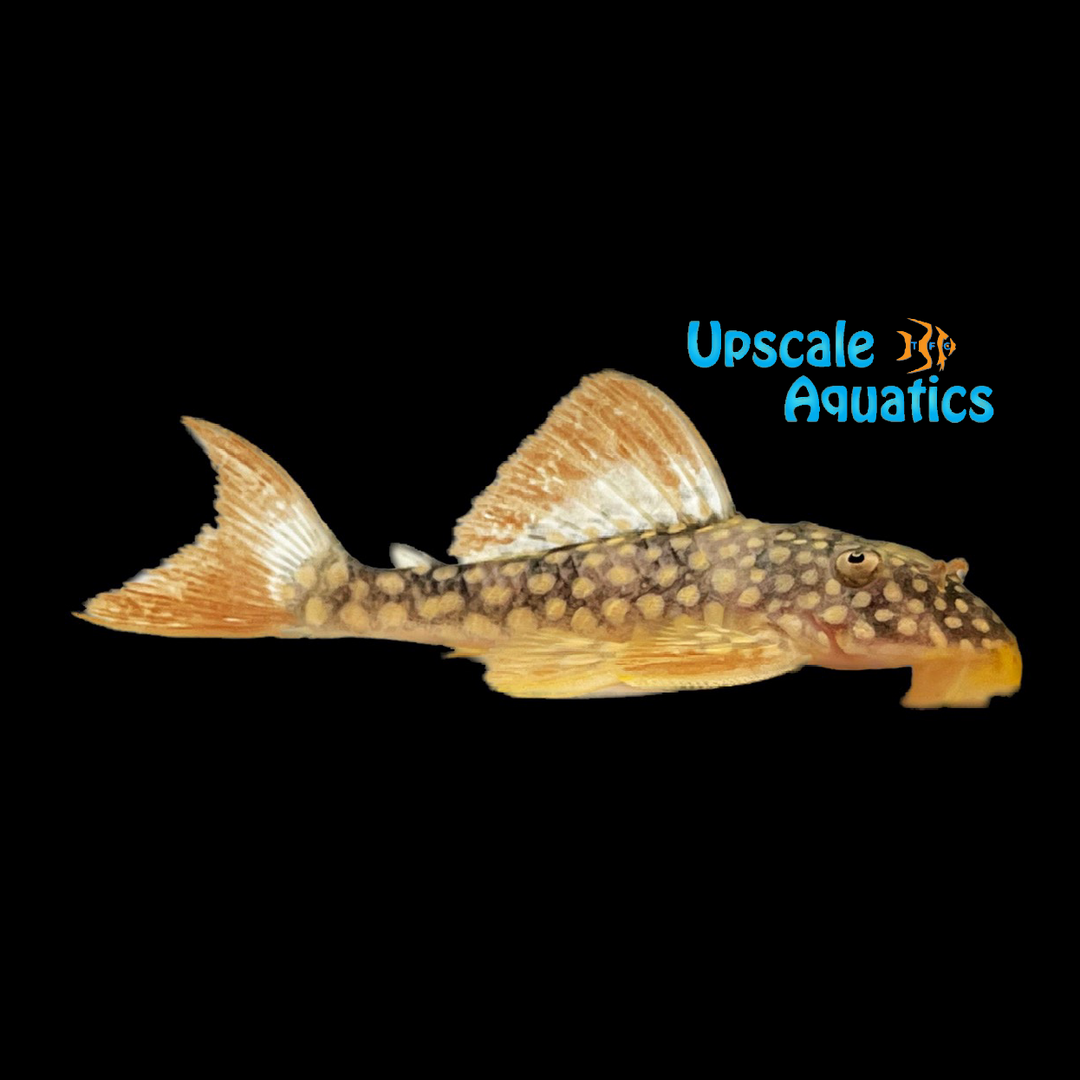 Sunshine Goldie Pleco L014 (Scobinancistrus aureatus)