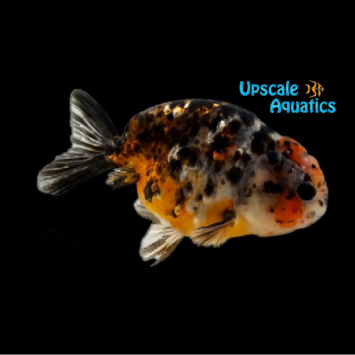 Kirin Ranchu Goldfish (Carassius auratus)