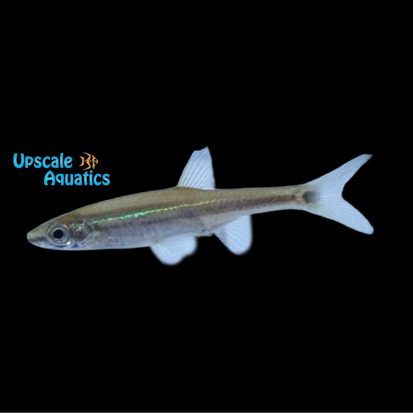Garnet Minnow (Aphyocypris lini) – Upscale Aquatics