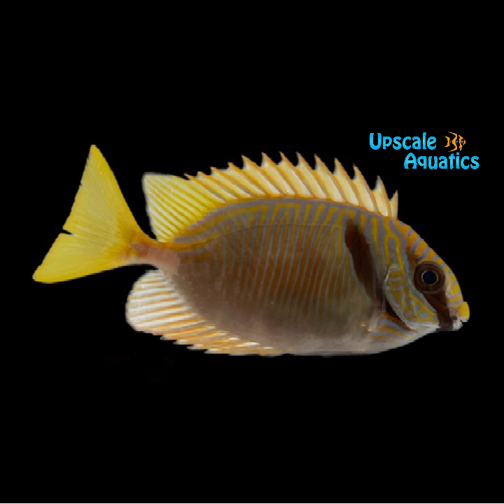Two Barred Rabbitfish (Siganus doliatus)