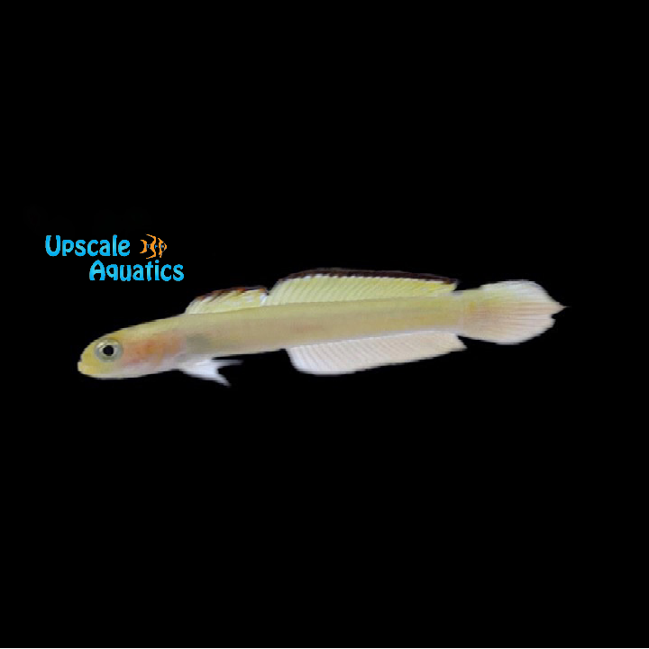 Blue Pintail Goby (Loglossus calliurus)