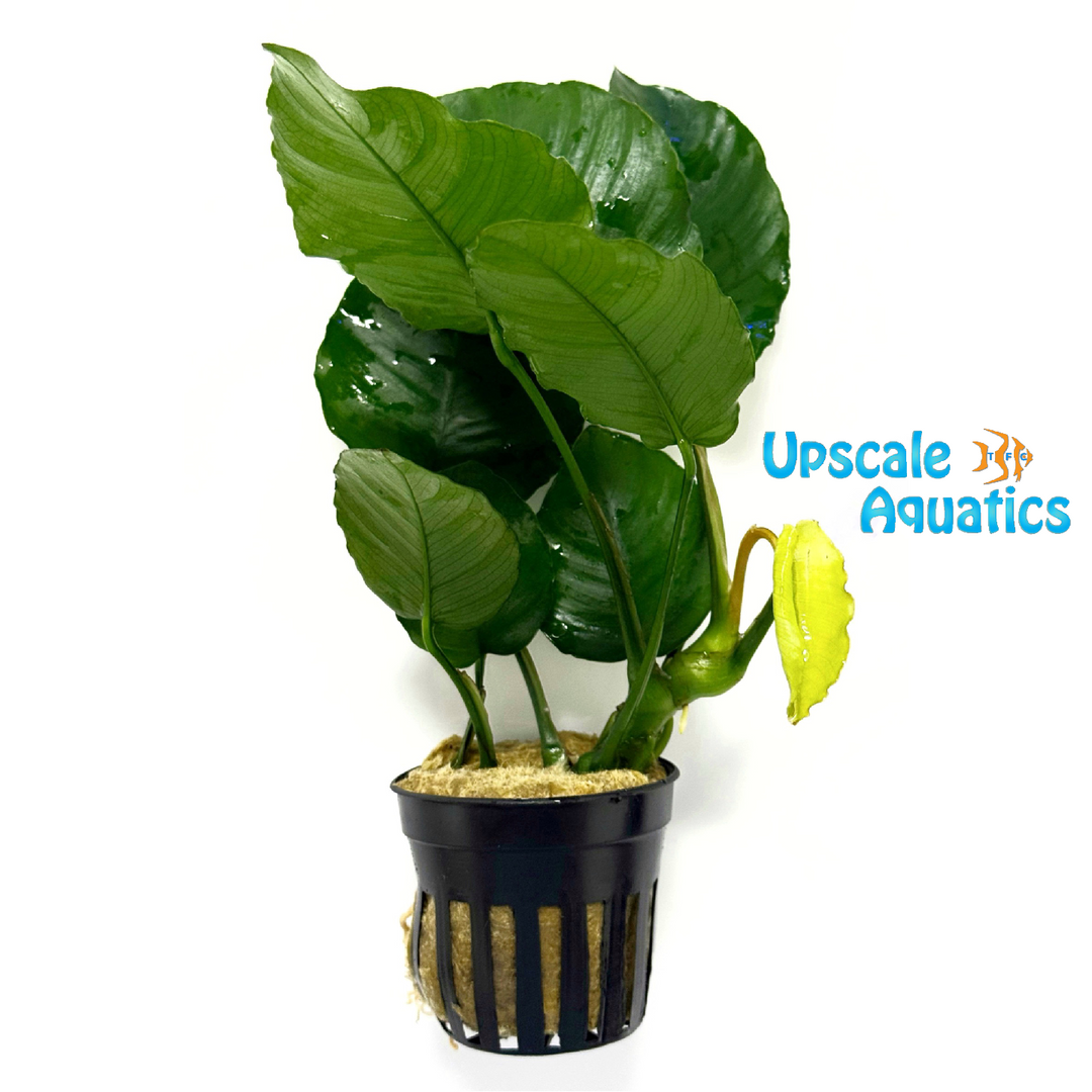Emerald Bloom Anubias (Anubias barteri 'emerald bloom')