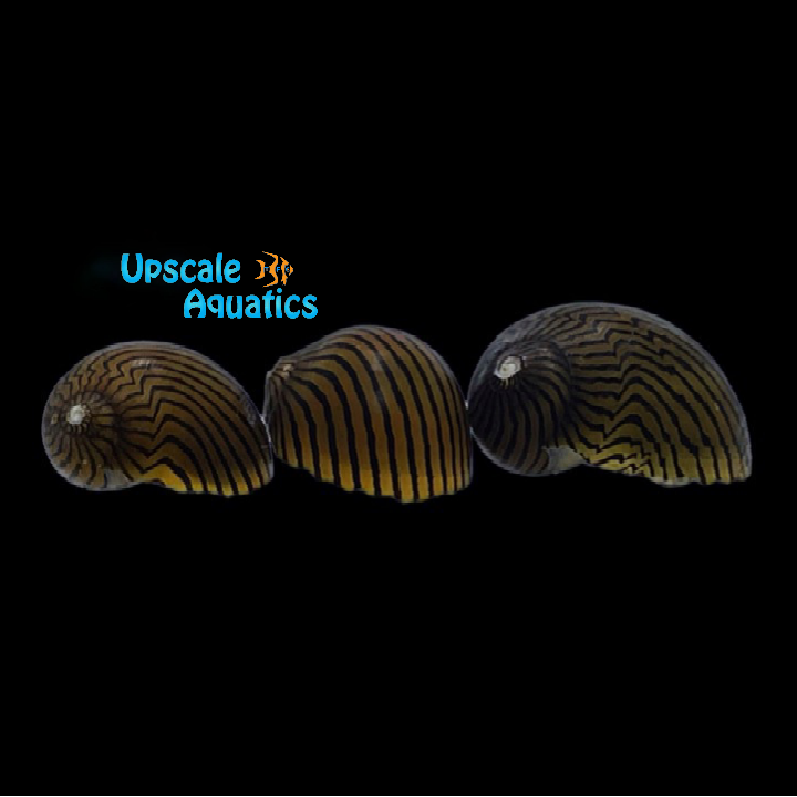 Zebra Racer Nerite Snail (Vittina waigiensis)
