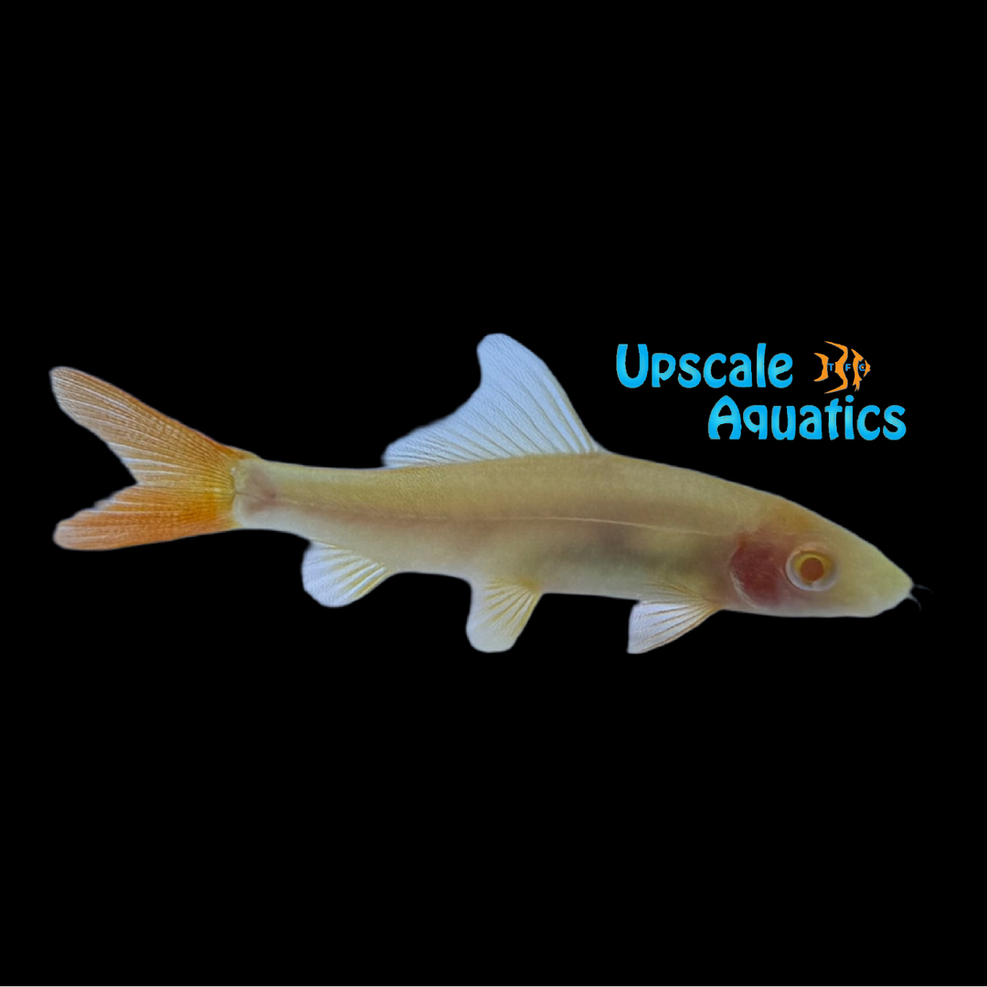 Albino Redtail Shark (Epalzeorhynchos bicolor)