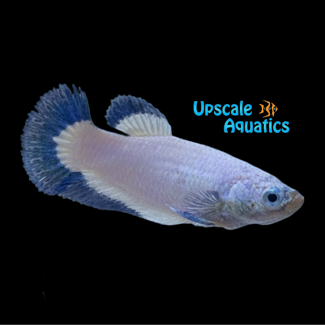 Blue Rim Plakat Betta - Female (Betta splendens)