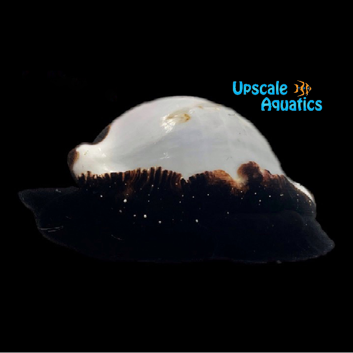 Egg Cowrie Snail (Ovula ovum)