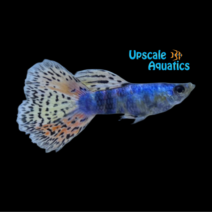 Siam Lazuri Rainbow Red Mosaic Guppy (Poecilia reticulata)