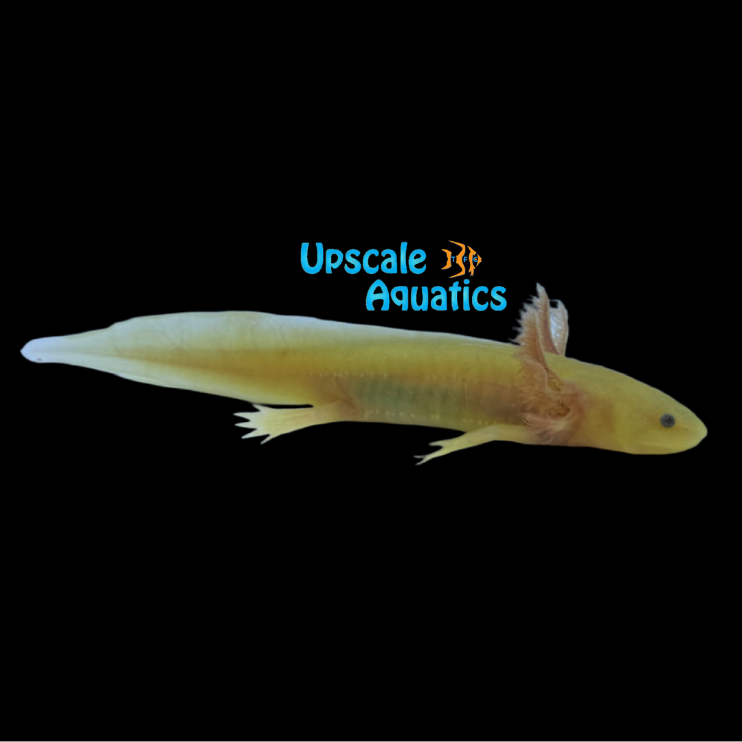 GFP Golden Leucistic Axolotl (Ambystoma mexicanum)