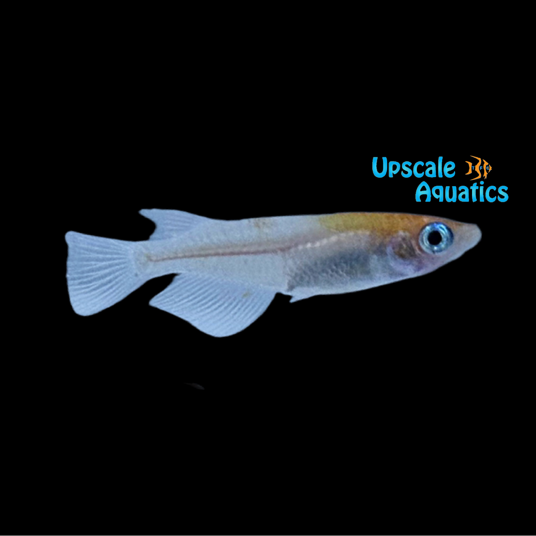Red Cap Medaka Ricefish (Oryzias latipes)
