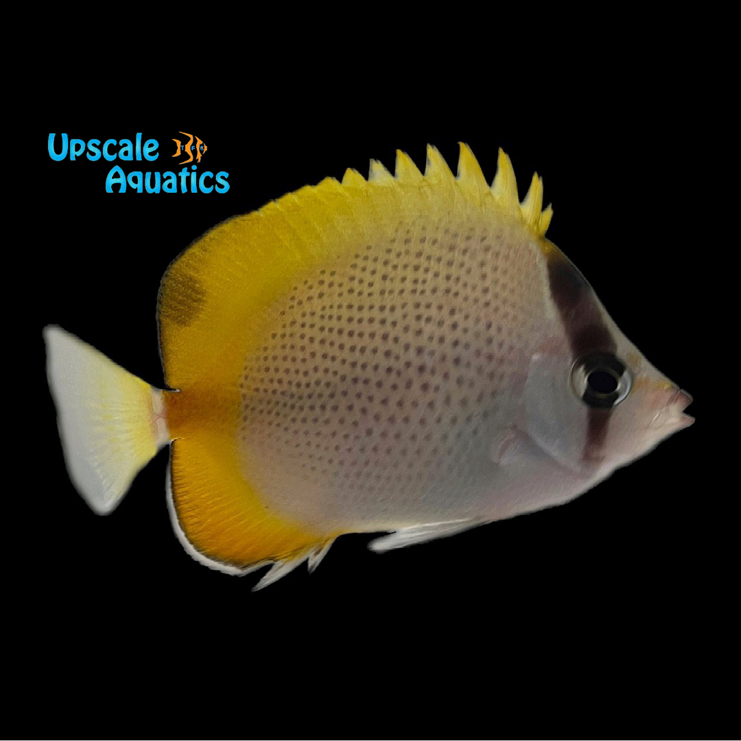 Crochet Butterflyfish (Chaetodon guentheri)