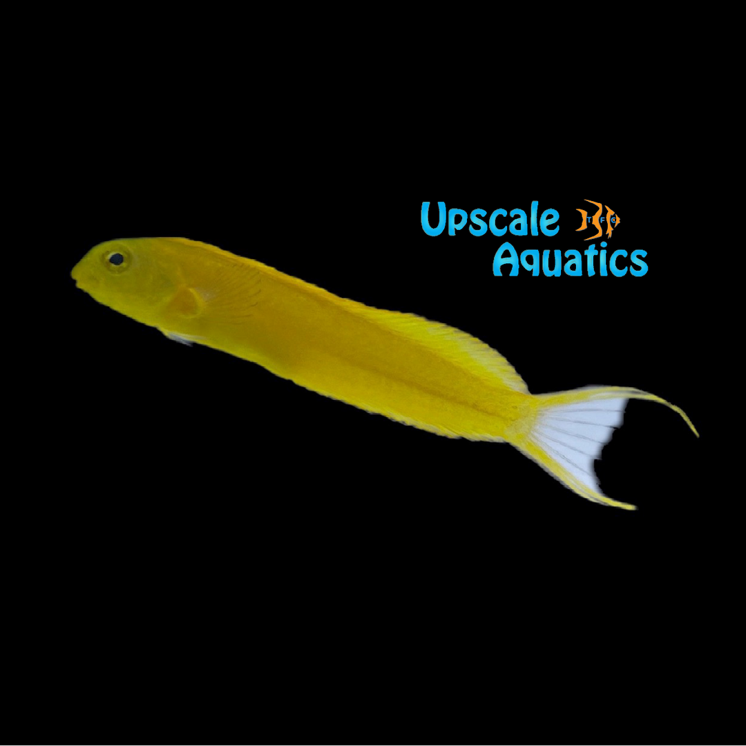 Canary Blenny (Meiacanthus oualanensis)