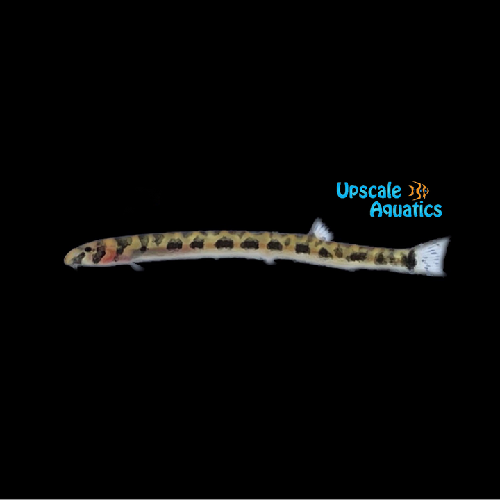 Calico Kuhli Loach (Pangio shelfordii)