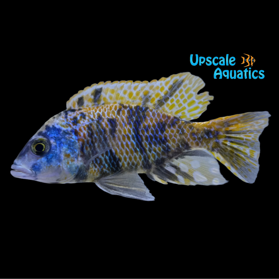 OB Intermedius Hap (Otopharynx Tetrastigma)