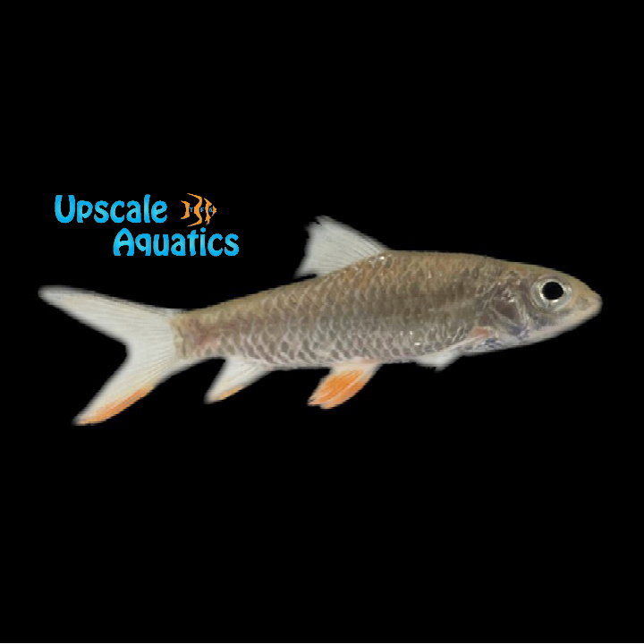 Jerdon's Carp (Hypselobarbus jerdoni)