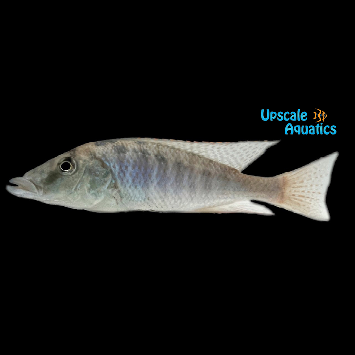 Malawi Gar (Lichnochromis acuticeps)