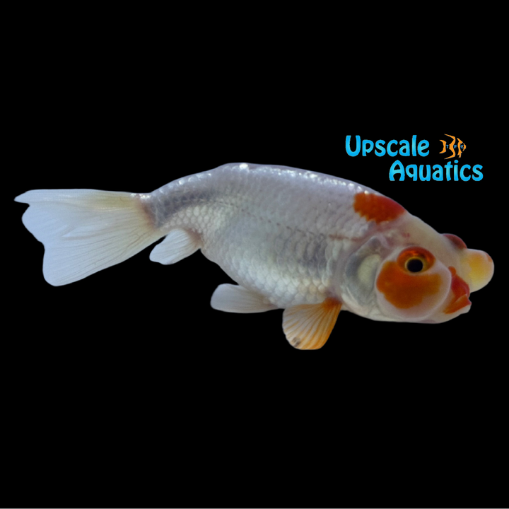 Assorted Bubble Eye Goldfish (Carassius auratus)