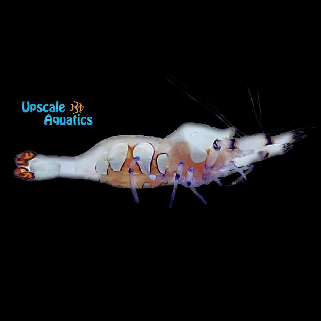 Anemone Shrimp (Ancylomenes magnificus)