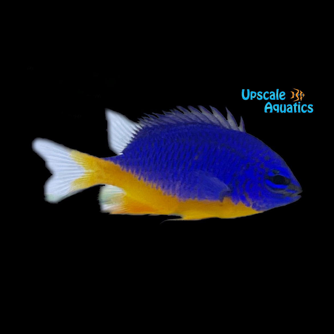 Azure Damsel (Chrysiptera hemicyanea) Upscale Aquatics