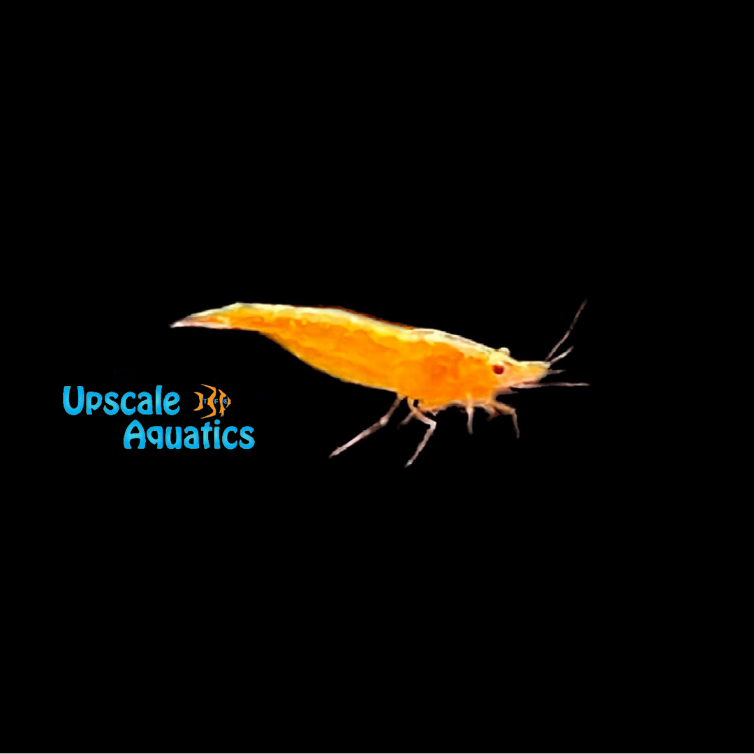 Gold Back Orange Sunkist Shrimp (Neocaridina davidi)