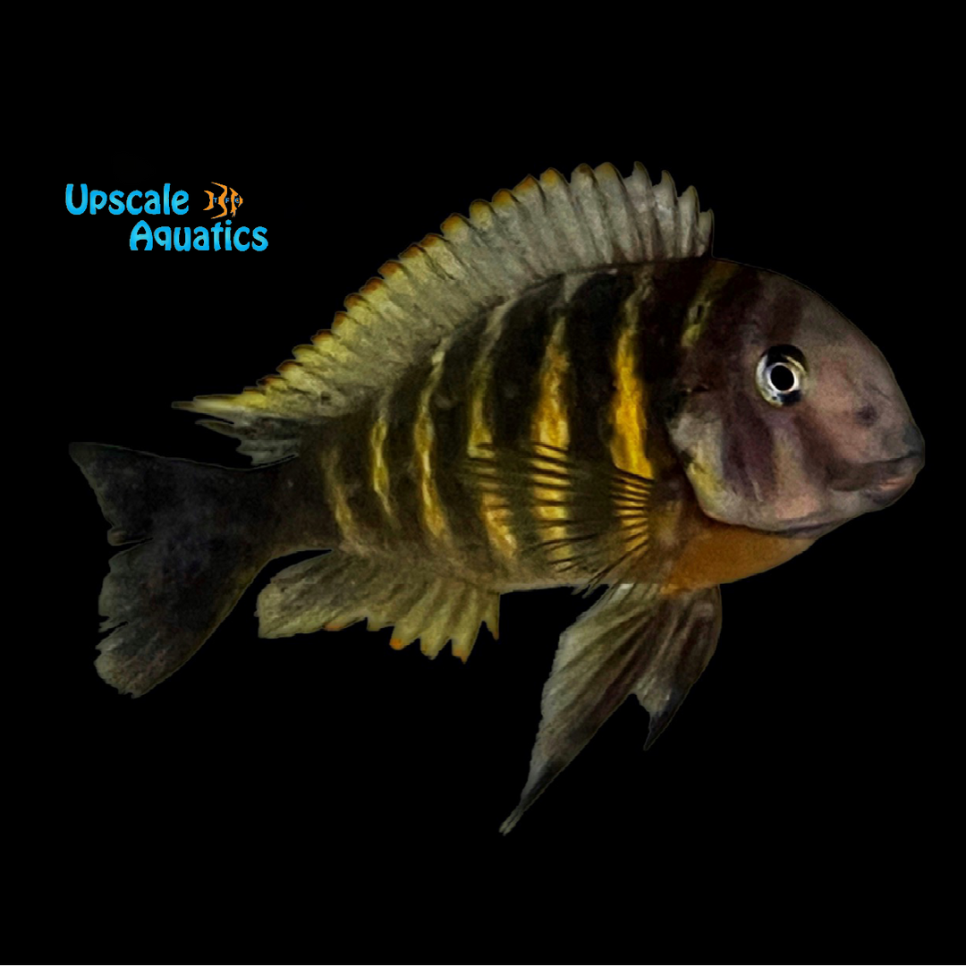Brichardi Tropheus 'Fire Fly' (Tropheus brichardi 'Ulwile')