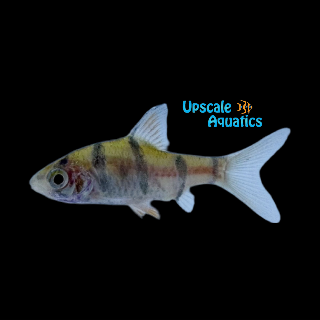 Five Banded Barb (Desmopuntius pentazona)