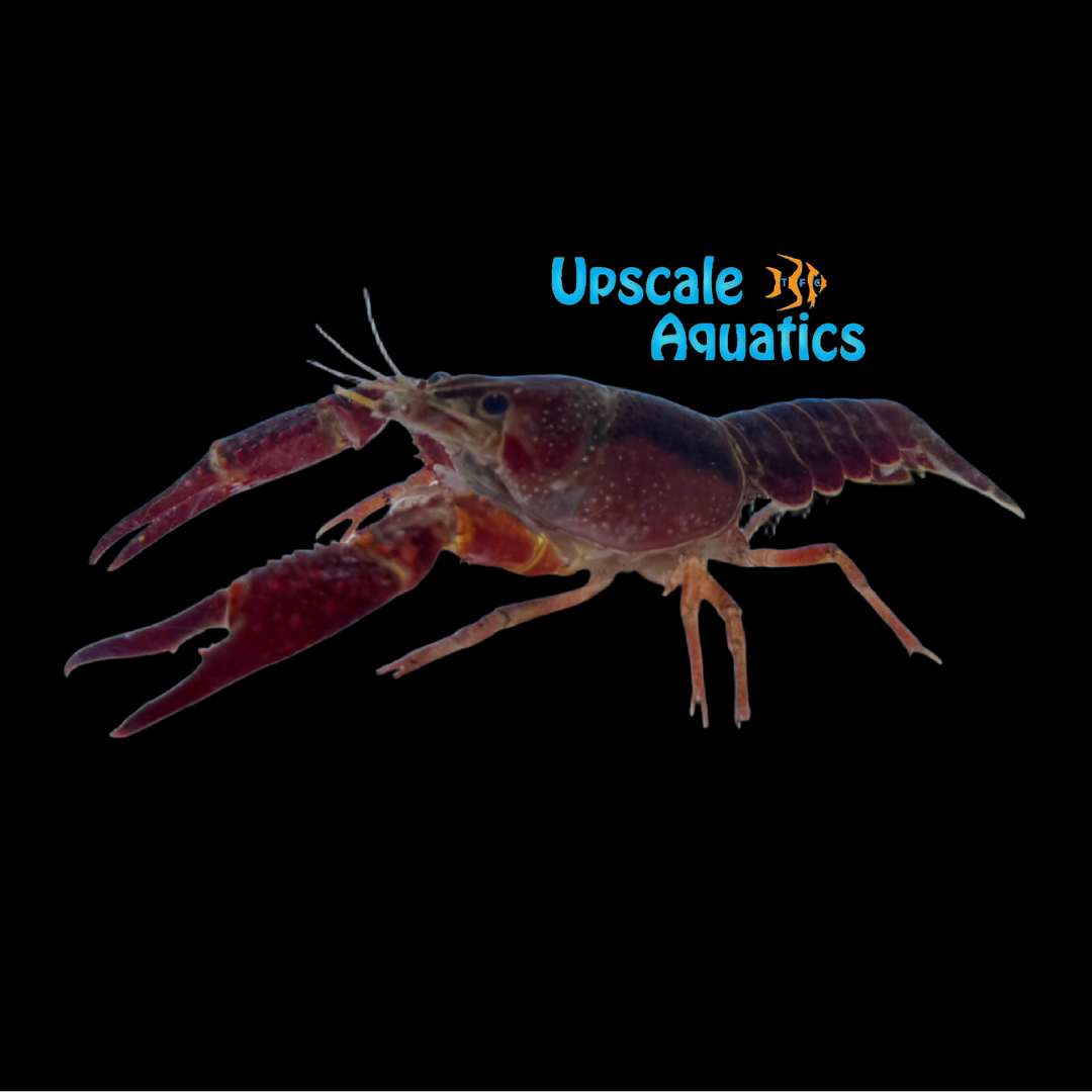 Red Swamp Crawfish (Procambarus clarkii)