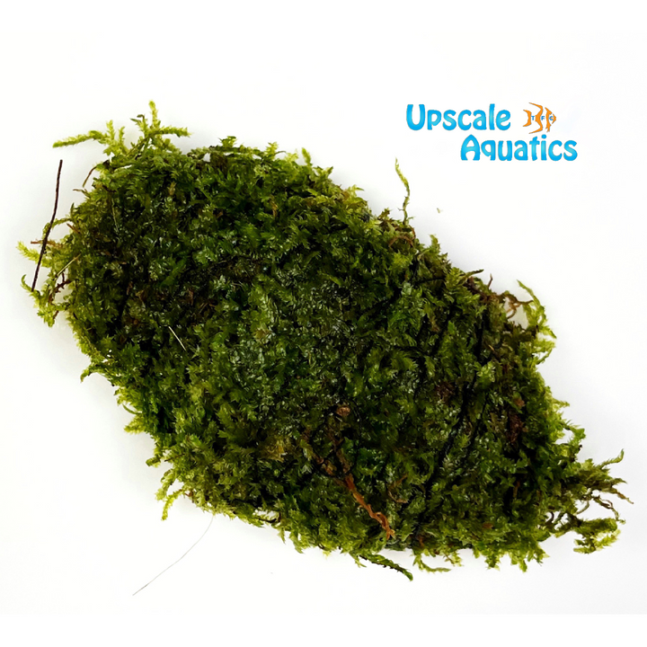 Christmas Moss (Vesicularia montagnei)