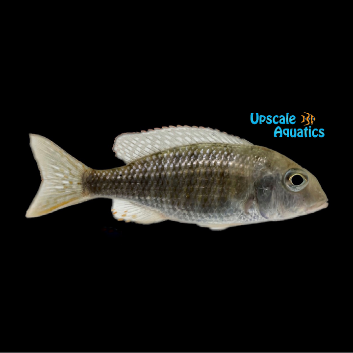 Red Fin Lethrinops (Lethrinops marginatus)