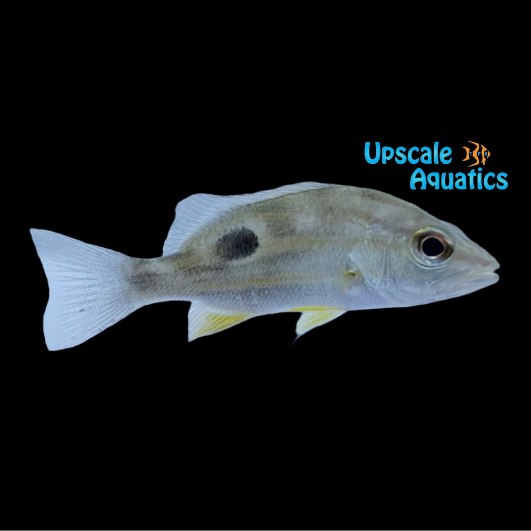 Blackspot Snapper (Lutjanus fulviflamma)