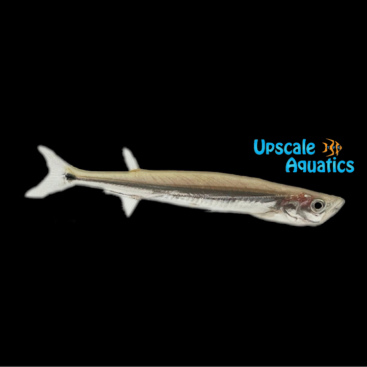 Giant Sword Minnow (Macrochirichthys macrochirus)