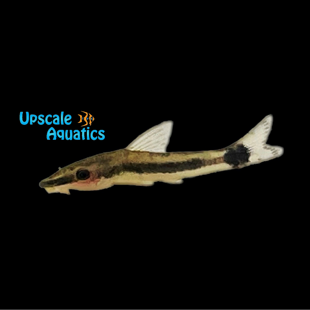 Huaorani Otocinclus (Otocinclus huaorani)