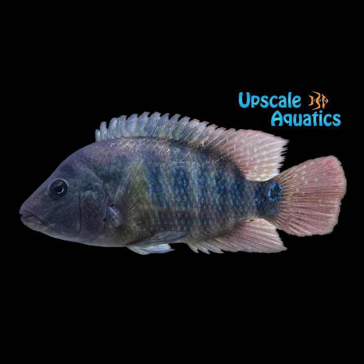 Red Terror Cichlid (Mesoheros festae)