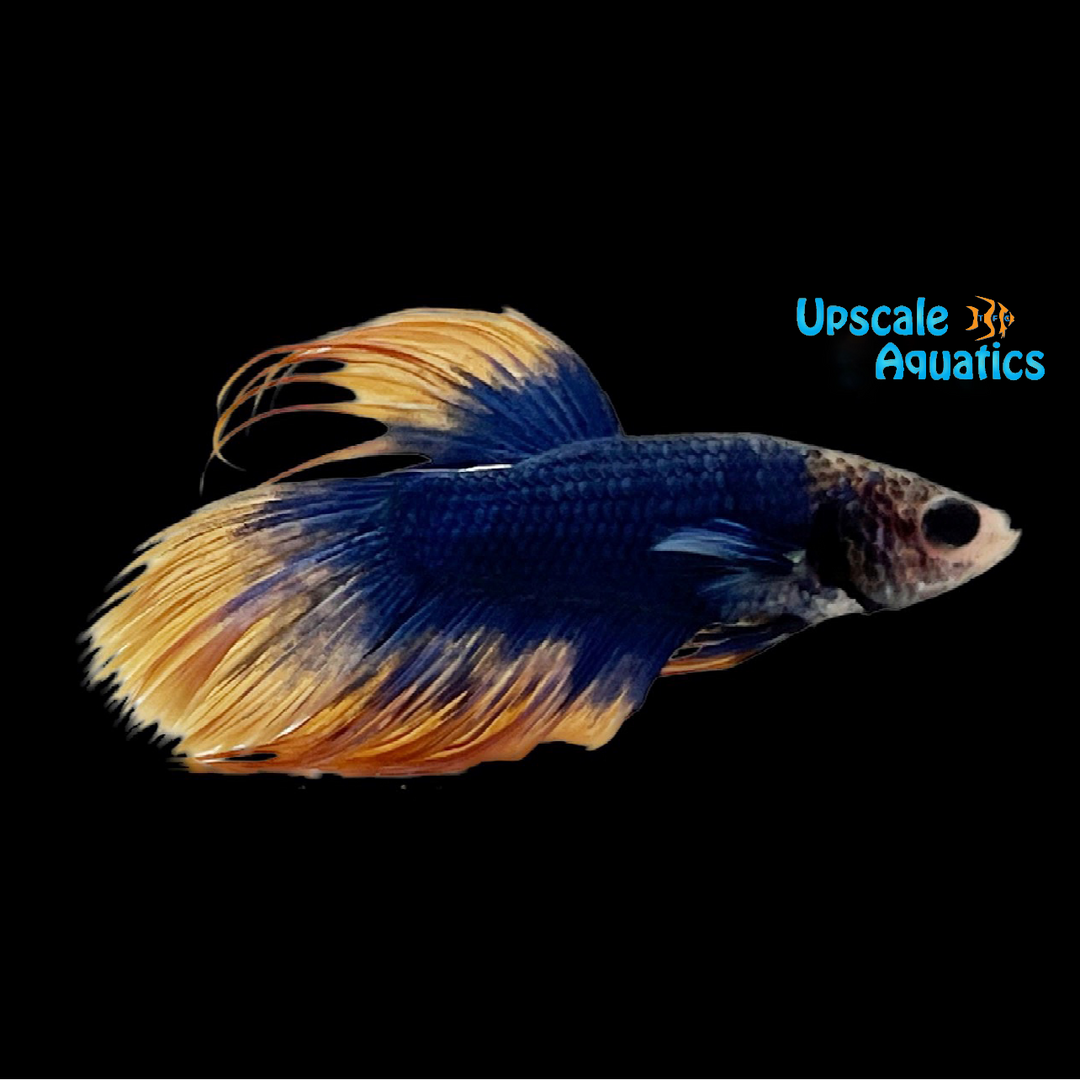 Blue Mustard Gas Crowntail Betta - Male (Betta splendens)
