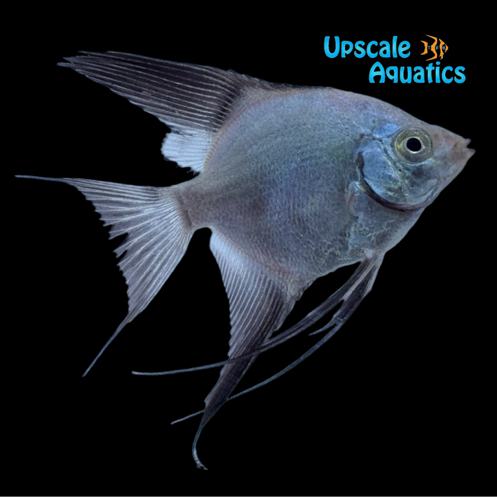 Bulgarian Green Seal Point Angelfish (Pterophyllum scalare)