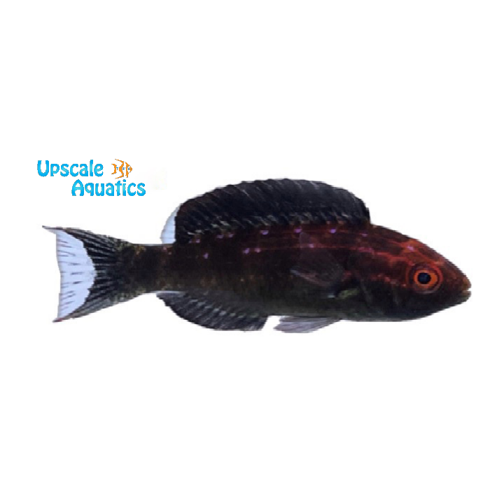 Brunneus Fairy Wrasse (Cirrhilabrus brunneus)