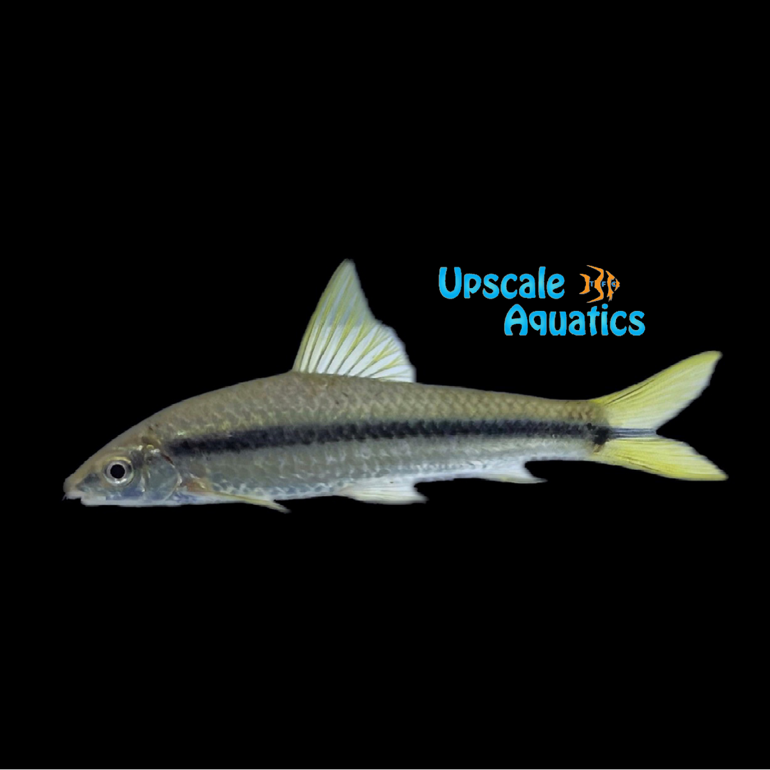 Siamese Algae Eater (Crossocheilus oblongus)