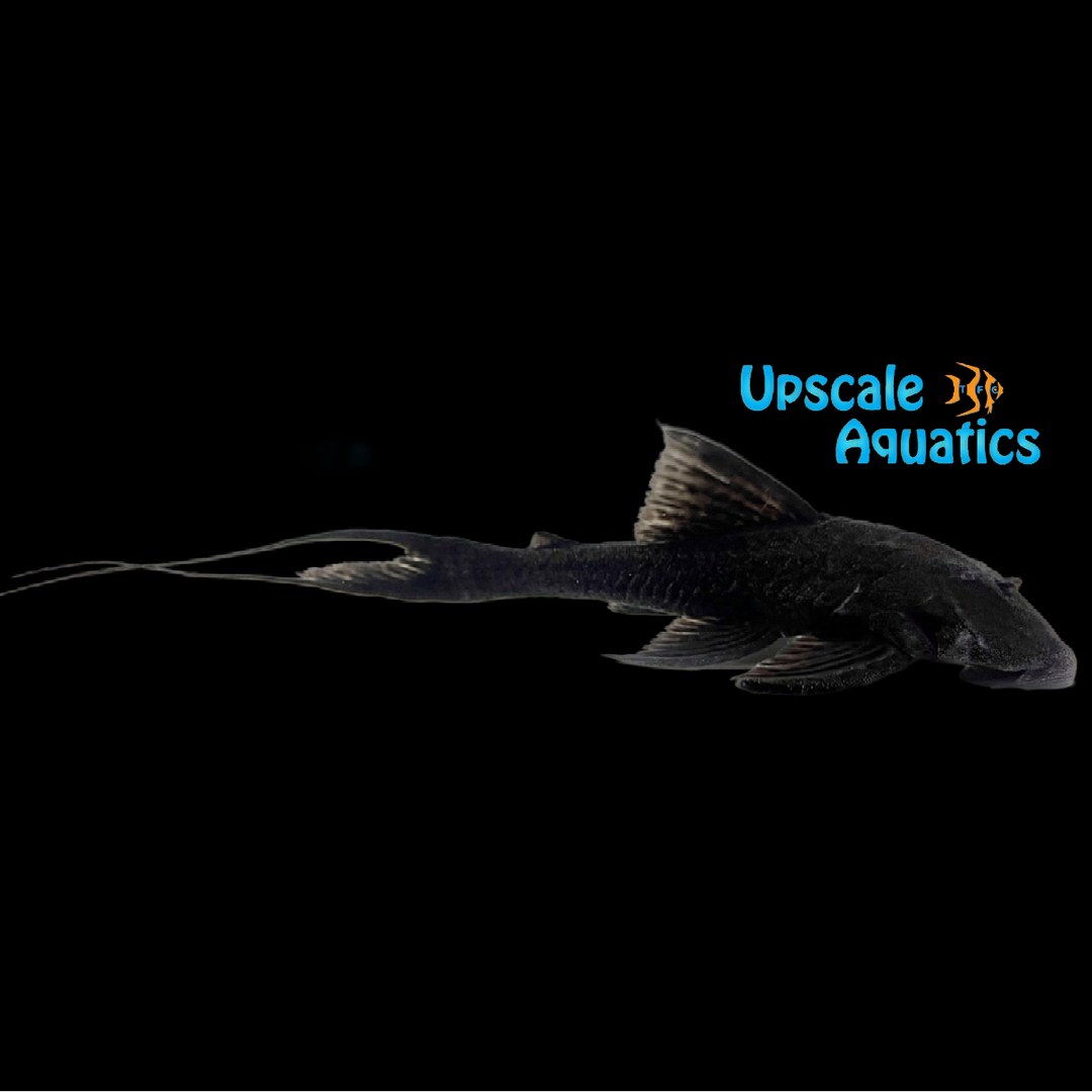 Imperial Pleco L350 (Peckoltia pankimpuju)