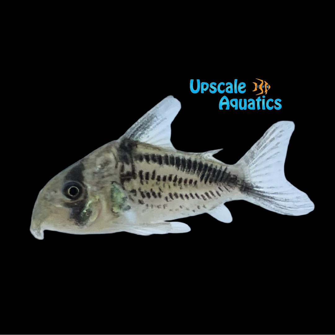 Loxozonus Cory (Corydoras loxozonus)