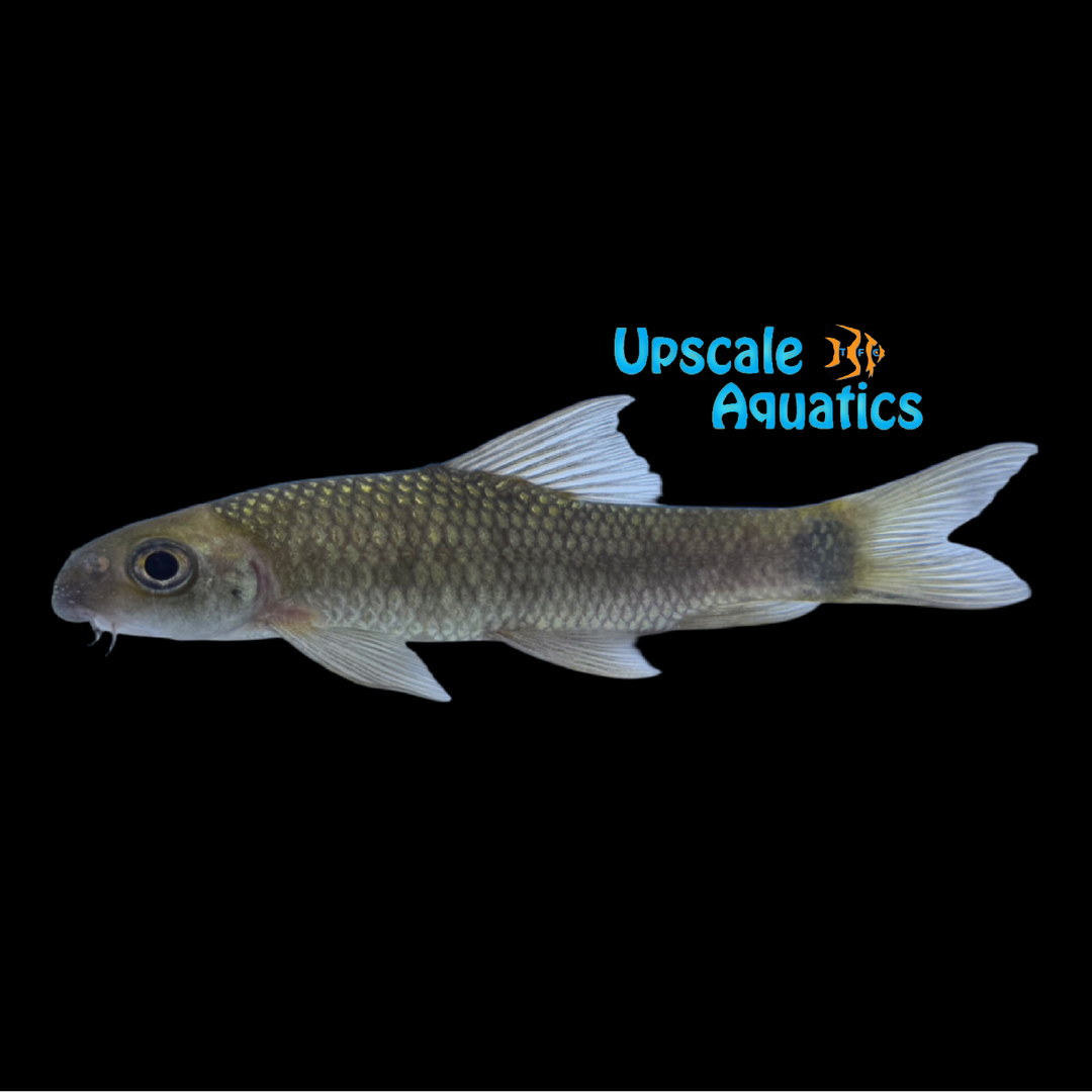 Ratmouth Barbel (Ptychidio jordani)