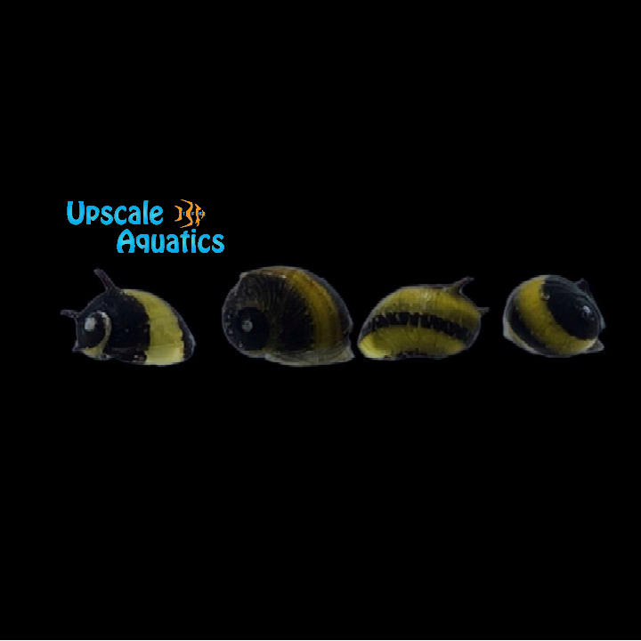 Horned Nerite Snail (Clithon corona)