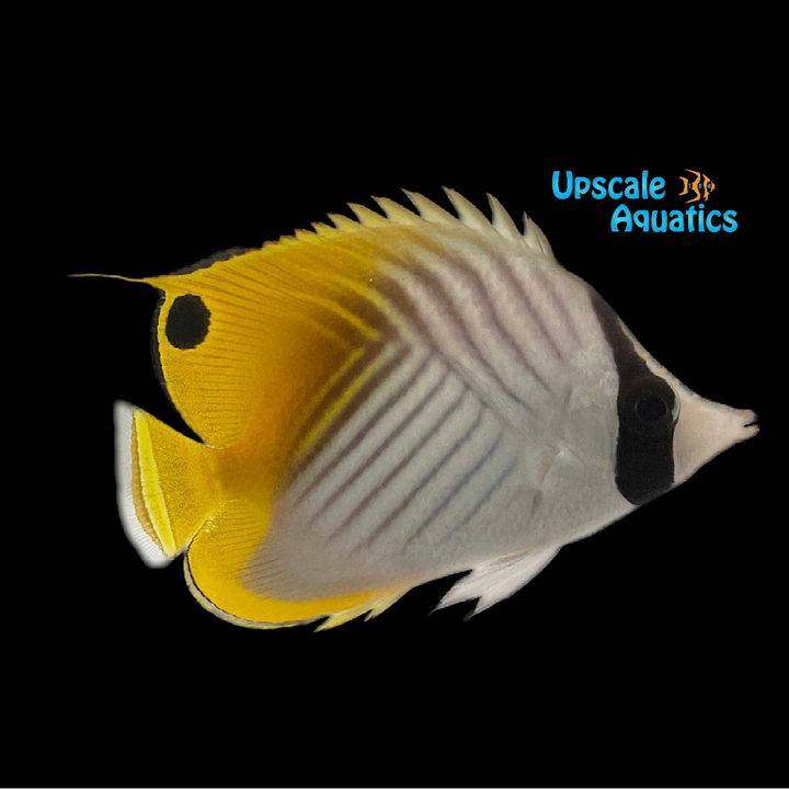 Auriga Butterfly (Chaetodon auriga)