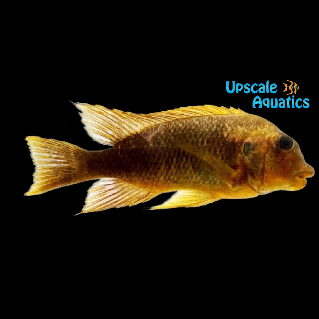Yellow Moshi Petrochromis - Wild (Petrochromis sp. yellow moshi)