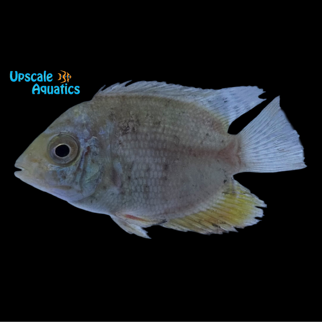 Turquoise Severum 'Lago Jua' (Heros sp. turquoise 'Lago Jua')