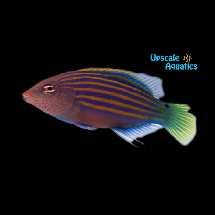 Six Line Wrasse (Pseudocheilinus hexataenia)